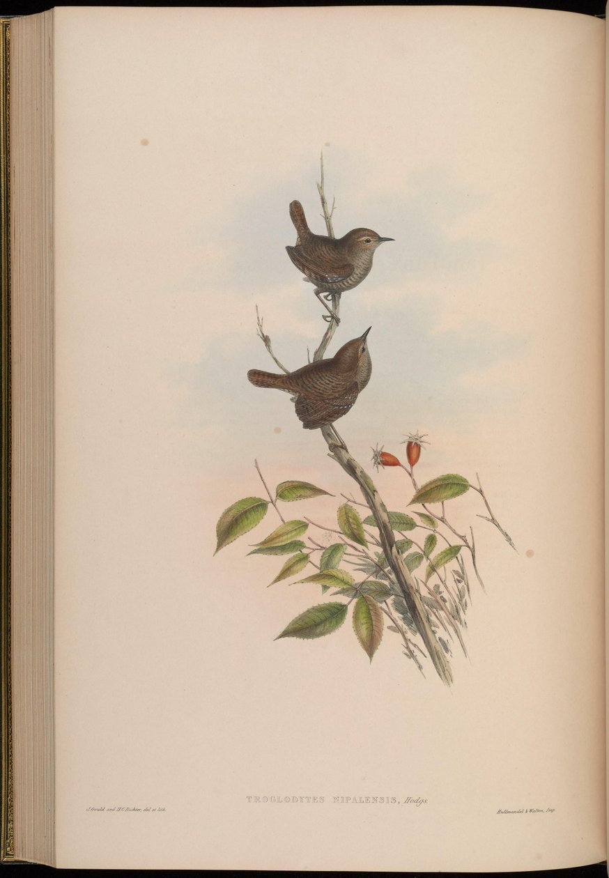 Troglodytes nipalensis = Troglodytes troglodytes nipalensis 作者 约翰·古尔德