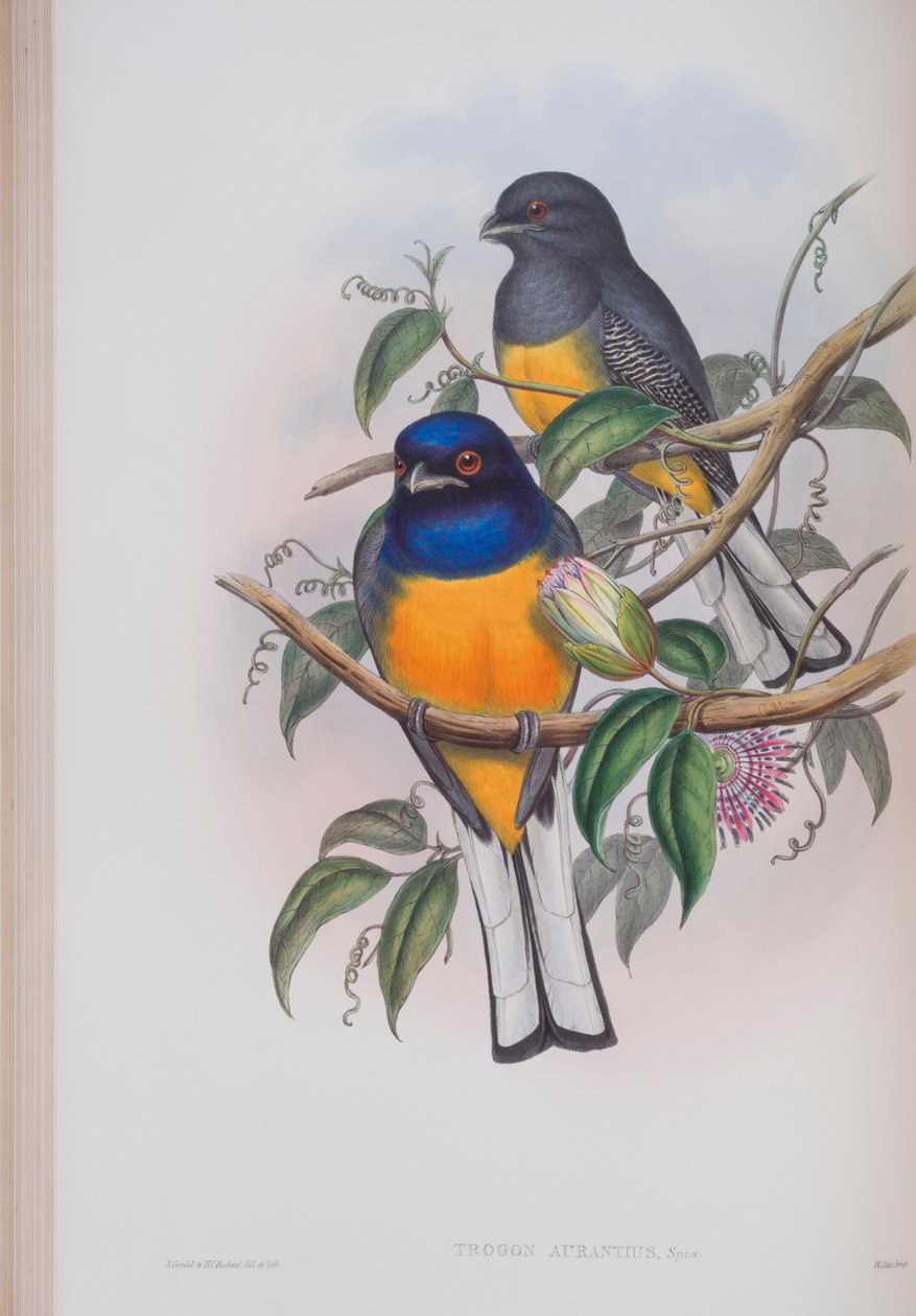 Trogon Aurantius，来自英国鸟类的约翰古尔德，1862-73出版（手工彩色光刻） 作者 约翰·古尔德