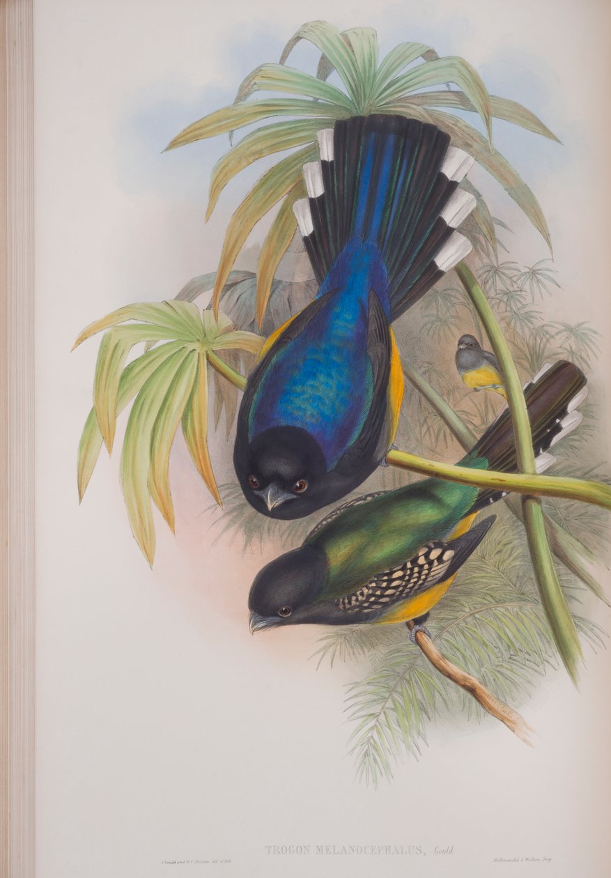 Trogon Melanocephalus，来自英国鸟类的约翰古尔德，1862-73出版（手工彩色光刻） 作者 约翰·古尔德