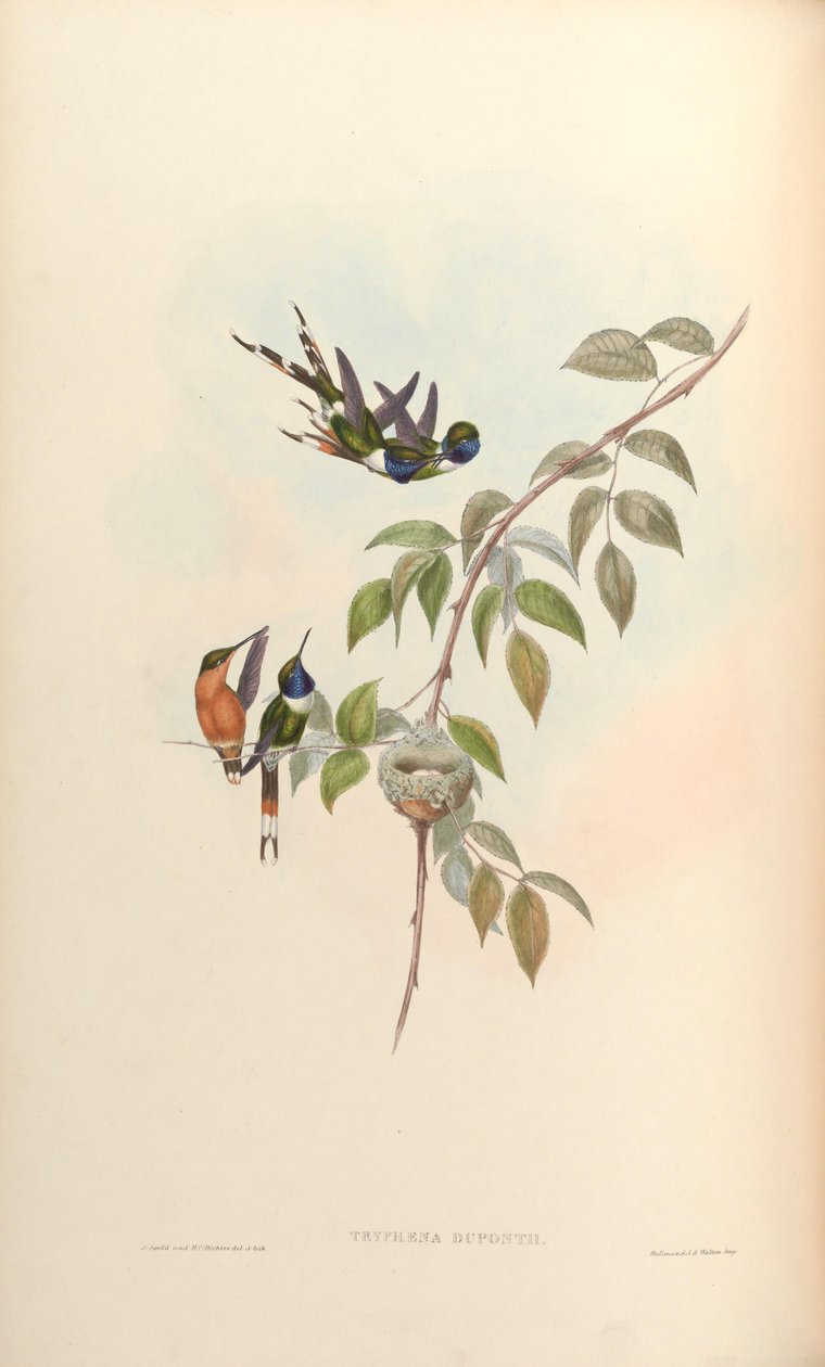 Tryphaena duponti = Tilmatura duponti 作者 约翰·古尔德