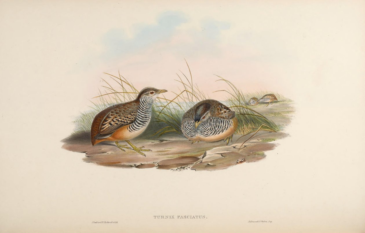 Turnix fasciata = Turnix fasciata启动子 作者 约翰·古尔德