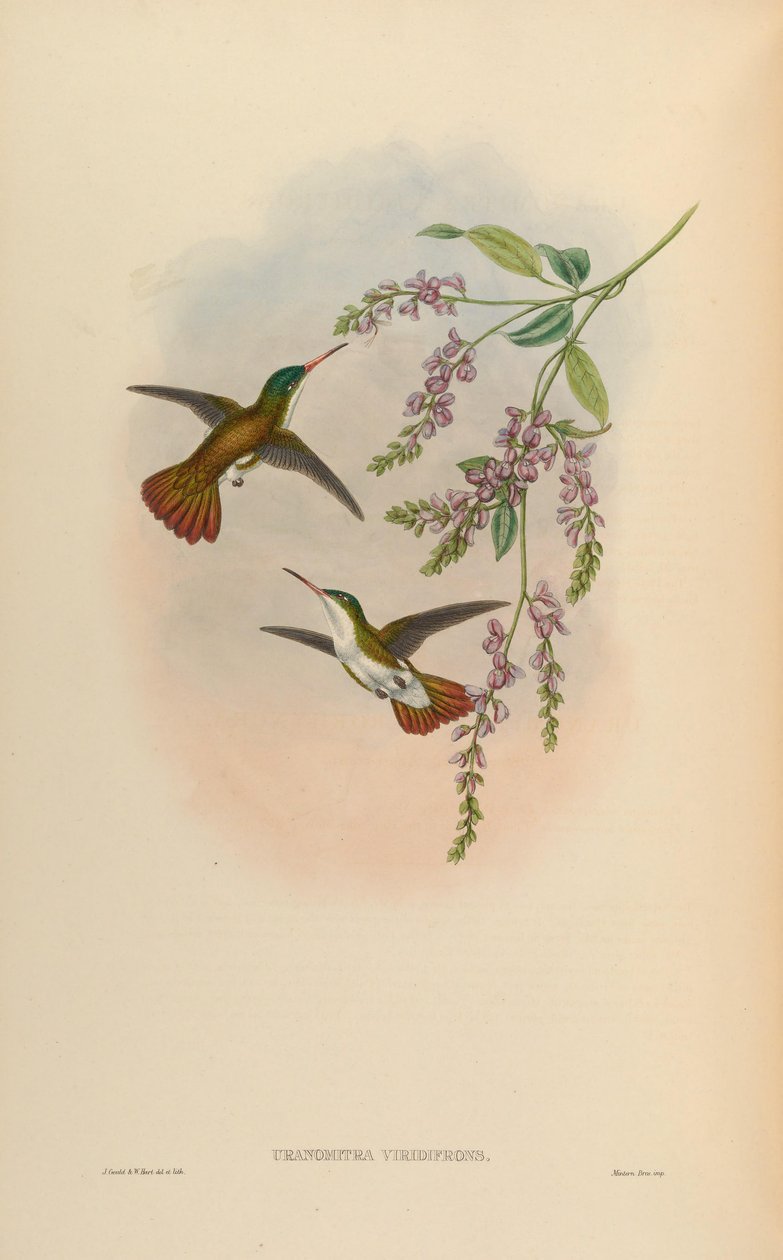 Uranomitra viridifrons = Amaxilia viridifrons viridifrons 作者 约翰·古尔德