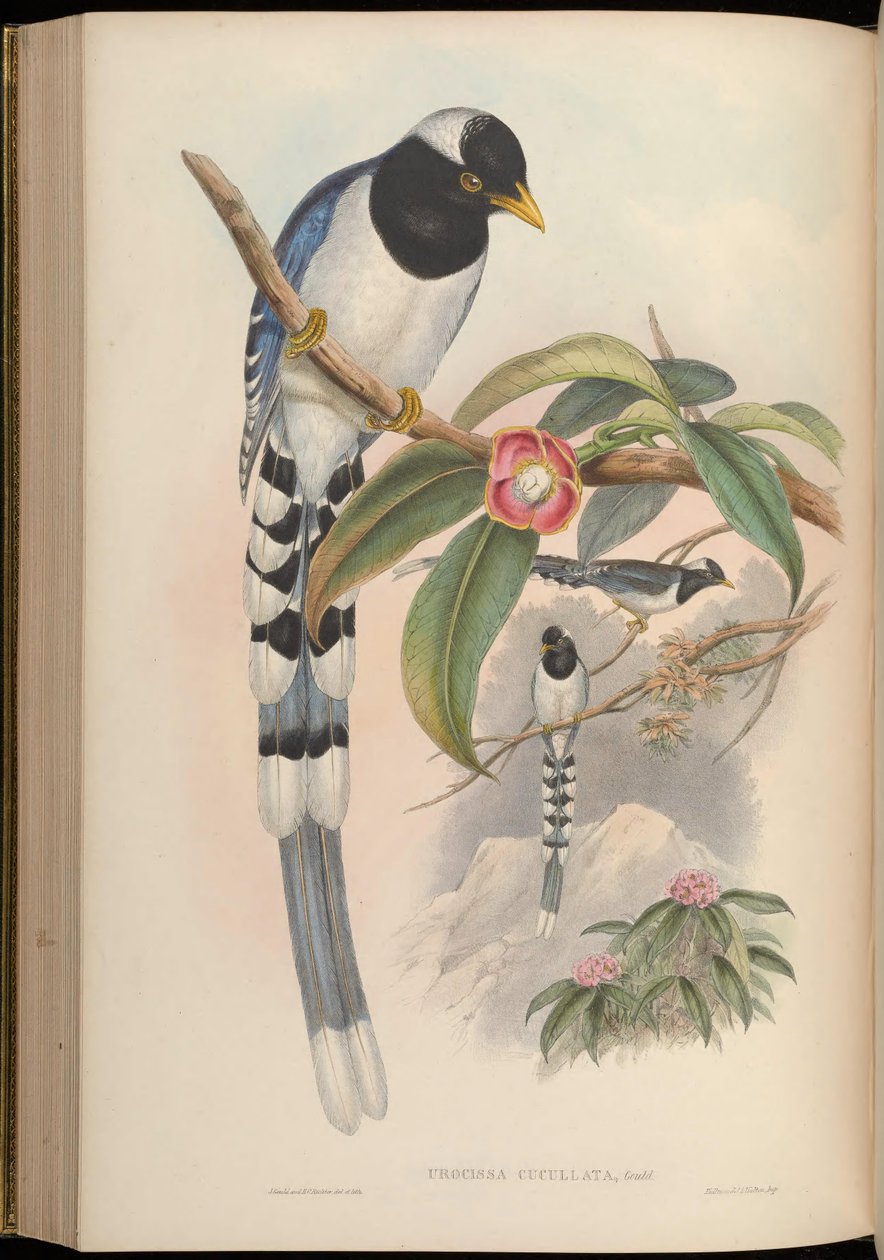 Urocissa cucullata = Urocissa flavirostris cucullata 作者 约翰·古尔德