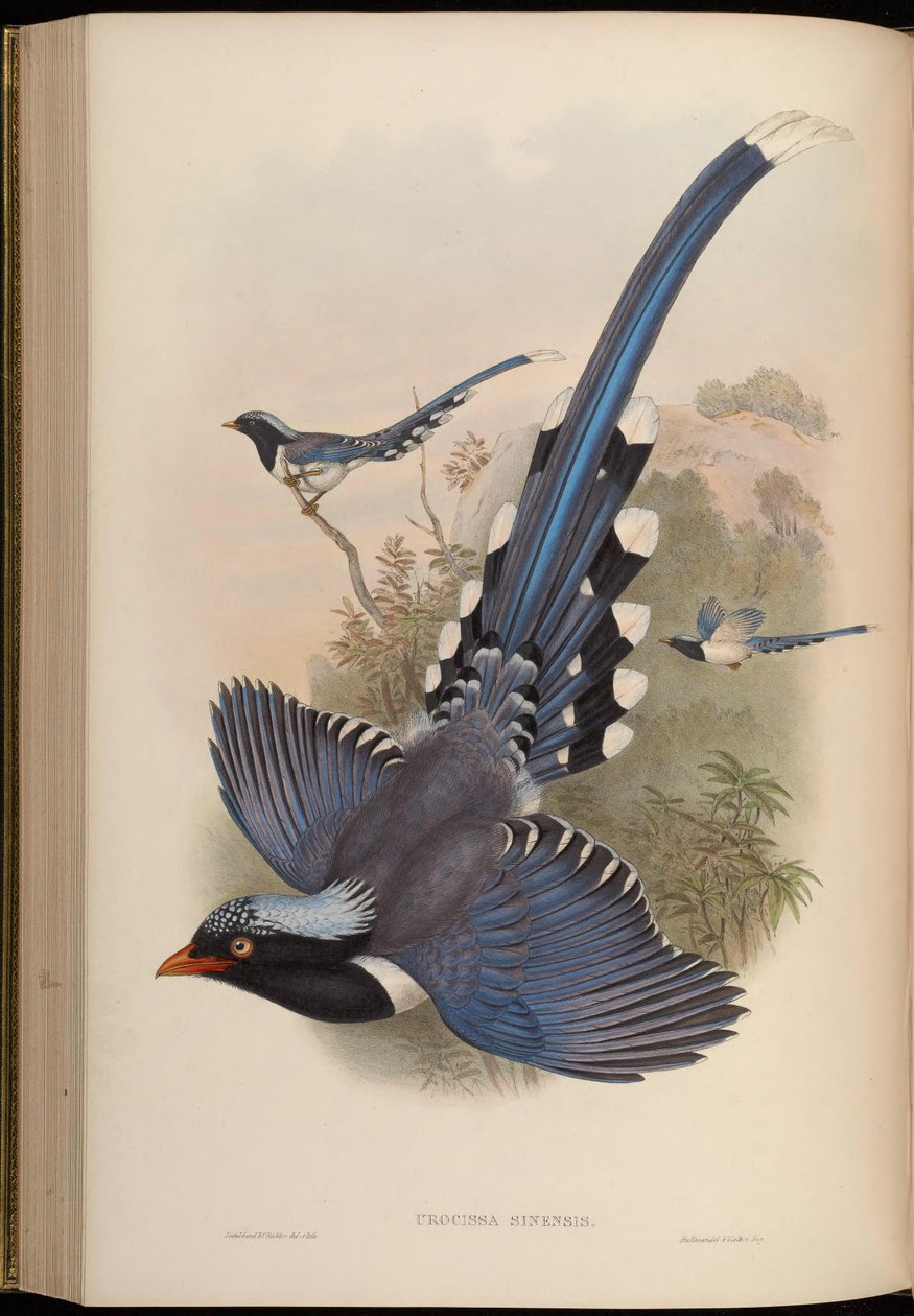 Urocissa sinensis = Urocissa erythrorhyncha 作者 约翰·古尔德