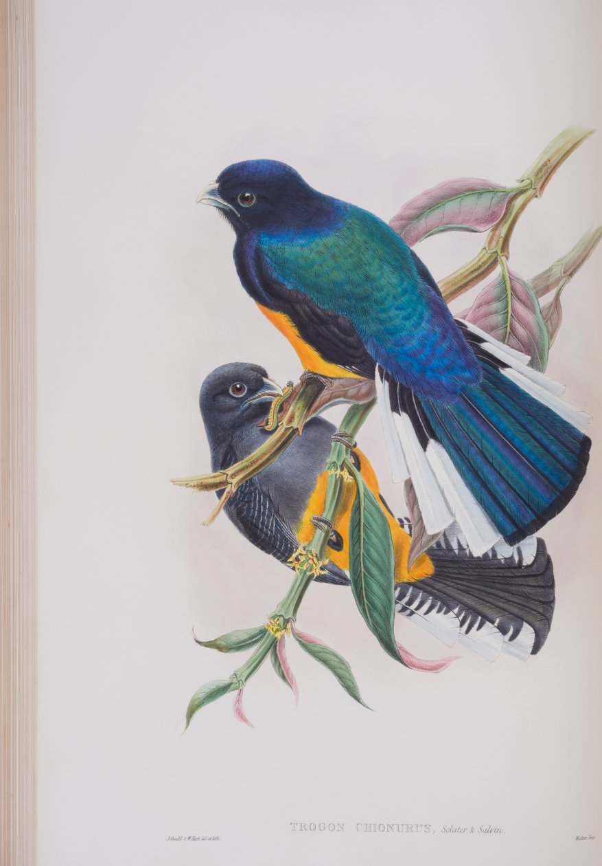 白尾Trogon，来自英国鸟类的约翰古尔德，1862-73出版（手工彩色光刻） 作者 约翰·古尔德