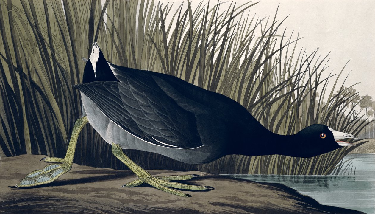 American Coot，来自&39;Birds of America&39;，1835 作者 约翰·詹姆斯·奥杜邦