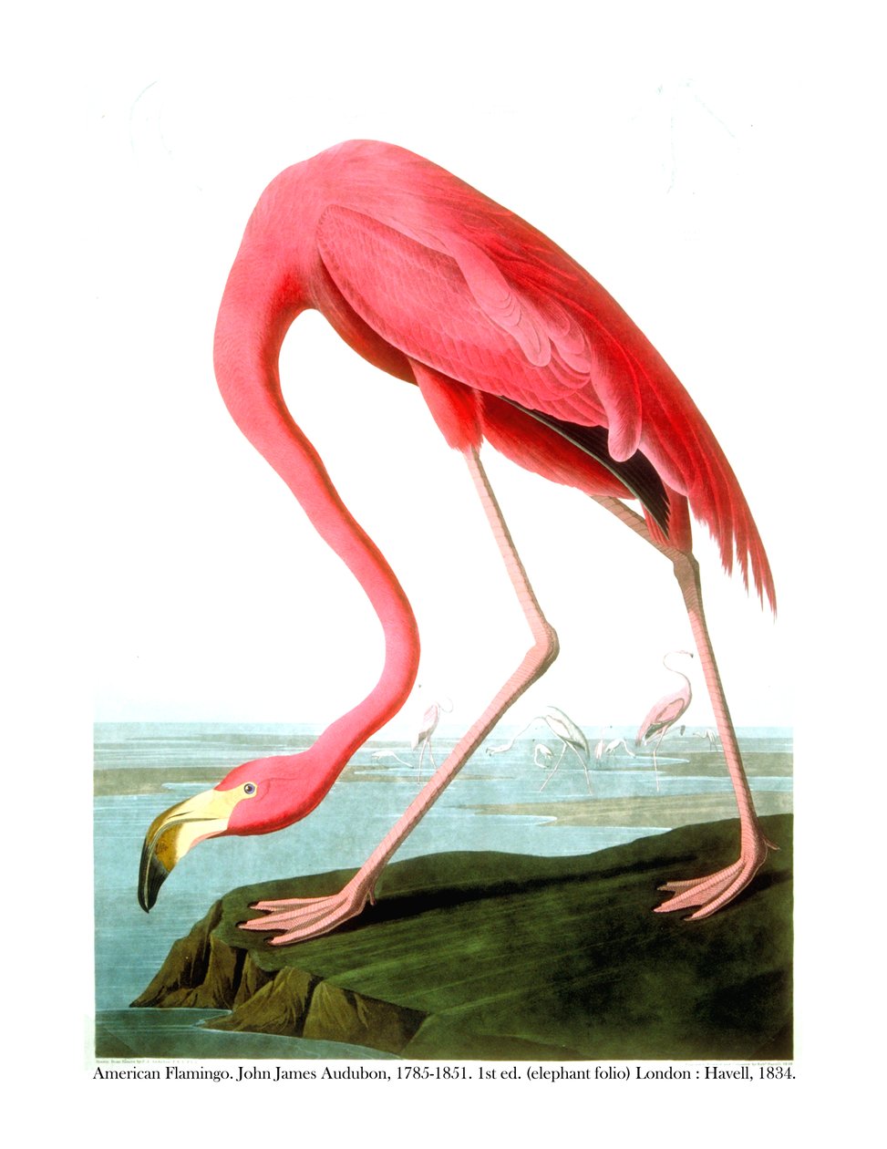 美国火烈鸟，1834年 作者 约翰·詹姆斯·奥杜邦
