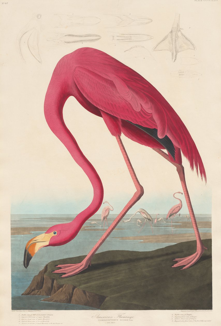 美国火烈鸟，1838年 作者 约翰·詹姆斯·奥杜邦