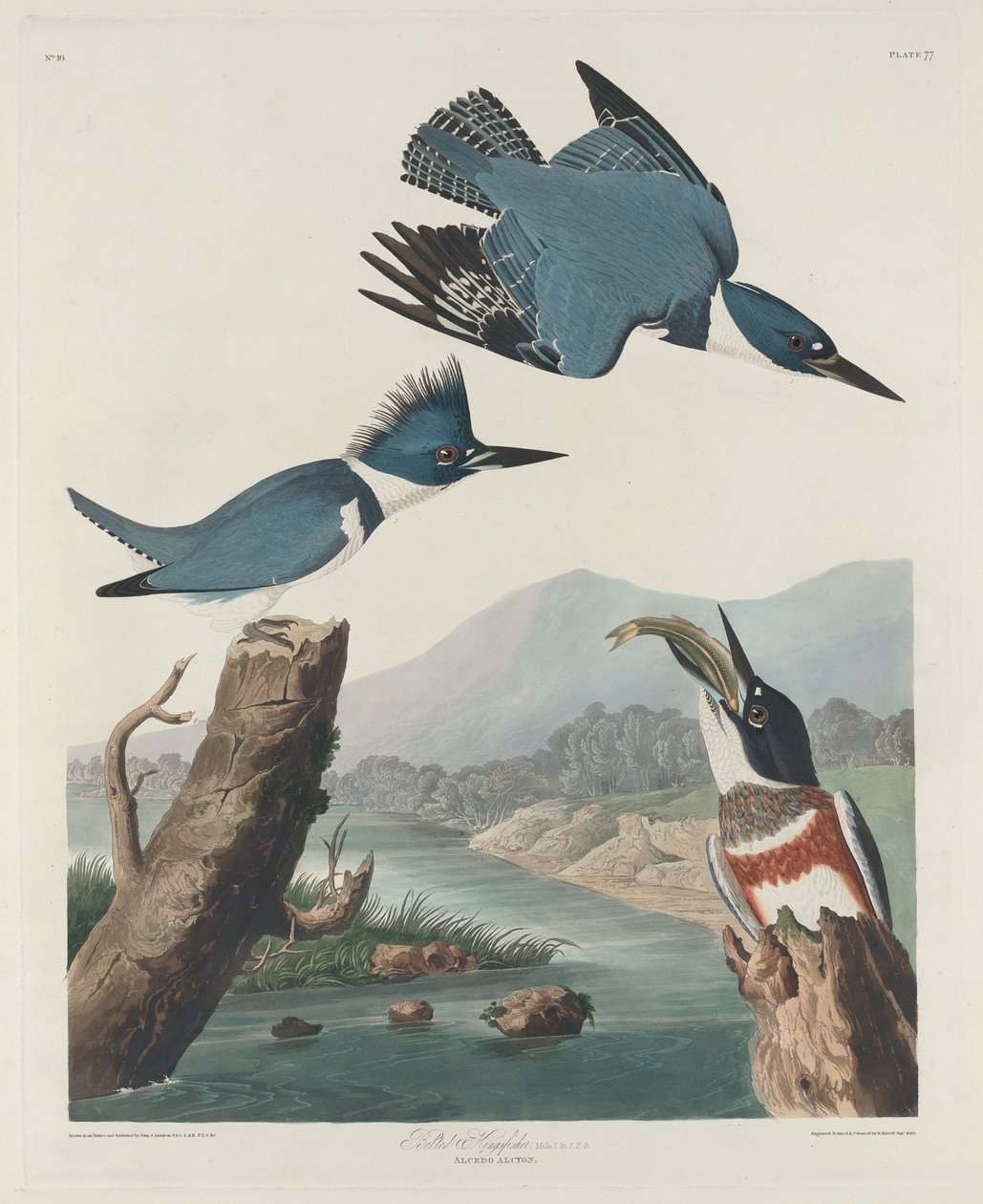 Belted Kingsfisher，1830 作者 约翰·詹姆斯·奥杜邦