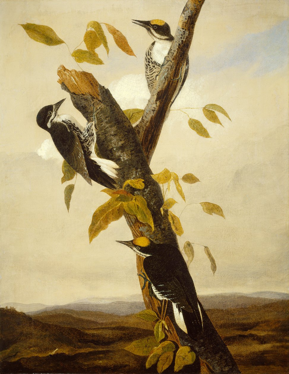 黑背三趾啄木鸟，1831-3（铅笔和油画布） 作者 约翰·詹姆斯·奥杜邦