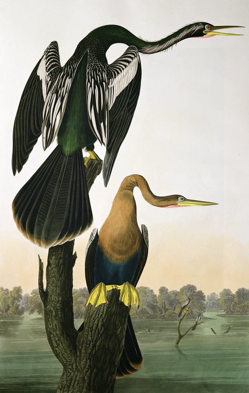 Black-Billed Darter，来自&39;Birds of America&39;，由Robert Havell（1793-1878）镌刻1836年 作者 约翰·詹姆斯·奥杜邦