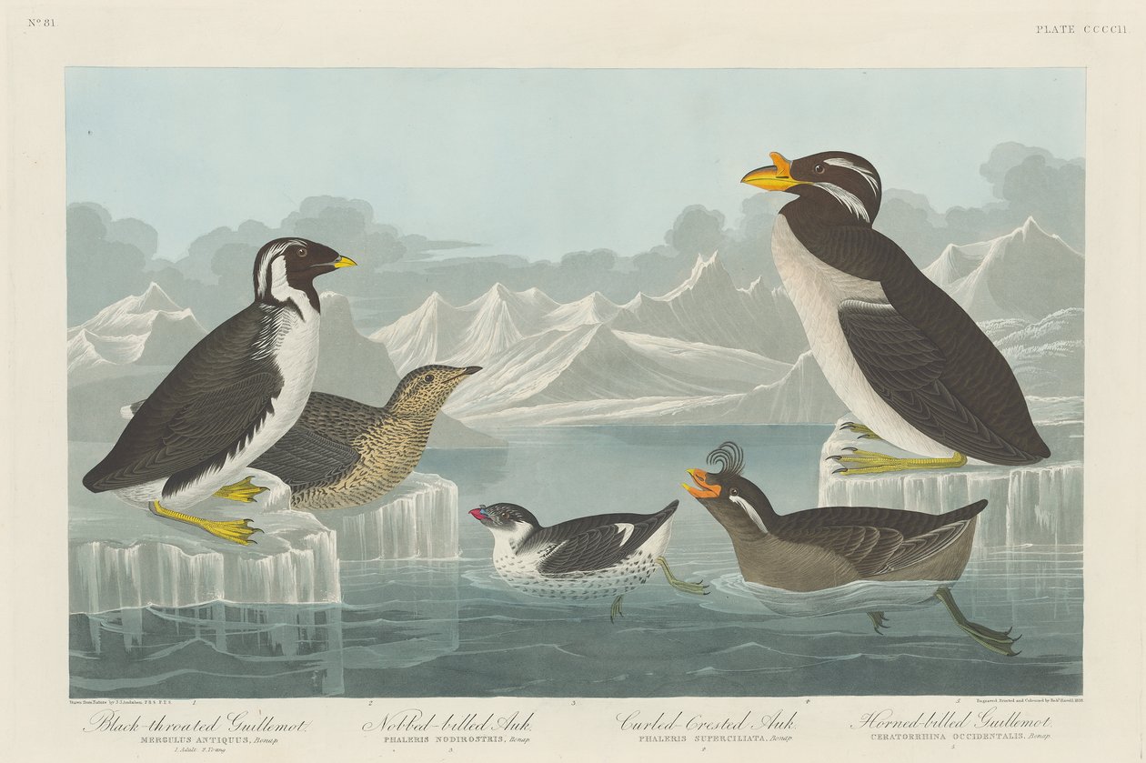 黑喉海鸠，Nobbed-billed Auk，Curled-Crested Auk和角嘴Guillemotrn1838 作者 约翰·詹姆斯·奥杜邦