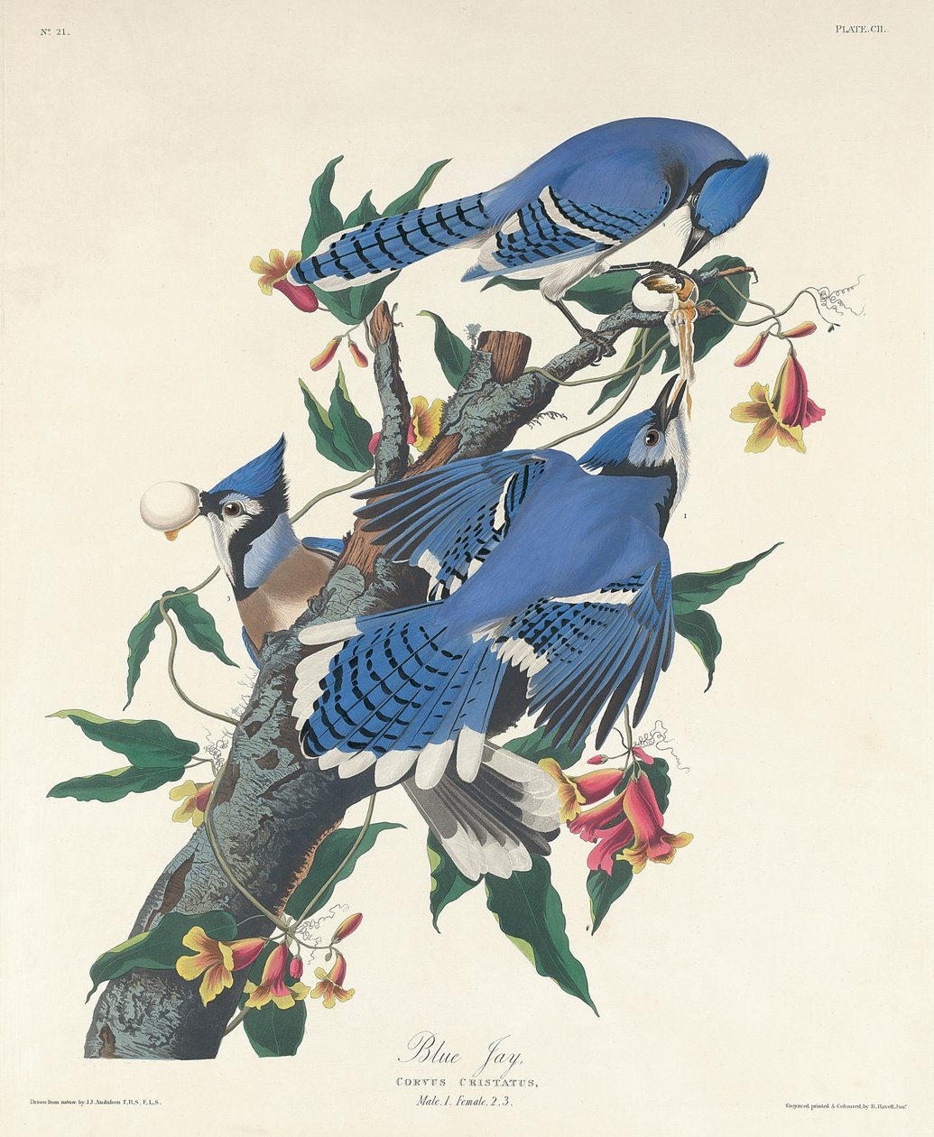 蓝色杰伊，1831年 作者 约翰·詹姆斯·奥杜邦