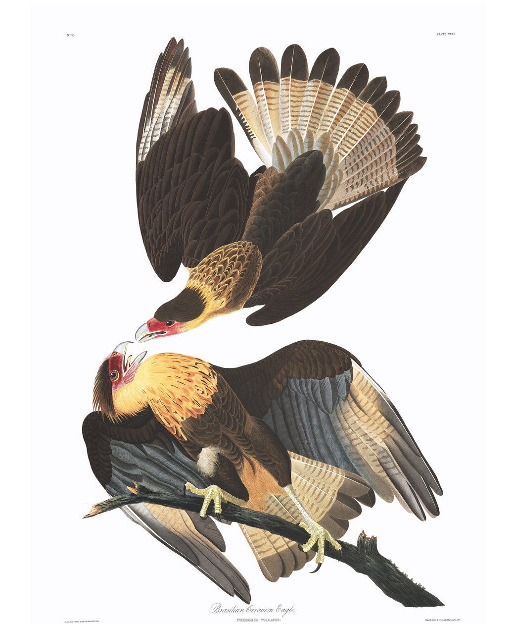 Brasilian Caracara Eagle（Polyborus vulgaris） 作者 约翰·詹姆斯·奥杜邦