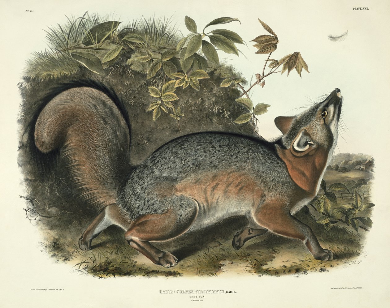Canis（Vulpes）Virginianus（Grey Fox），来自&39;Quadrupeds of North America&39;的21号板，由John T. Bowen（1801-c.1856）雕刻，1843年 作者 约翰·詹姆斯·奥杜邦