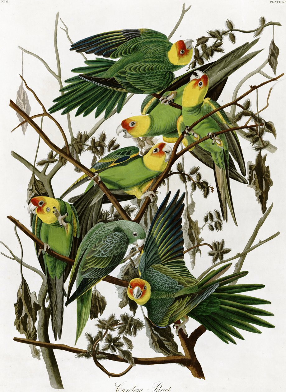 卡罗莱纳长尾小鹦鹉John James Audubon（1833） 作者 约翰·詹姆斯·奥杜邦