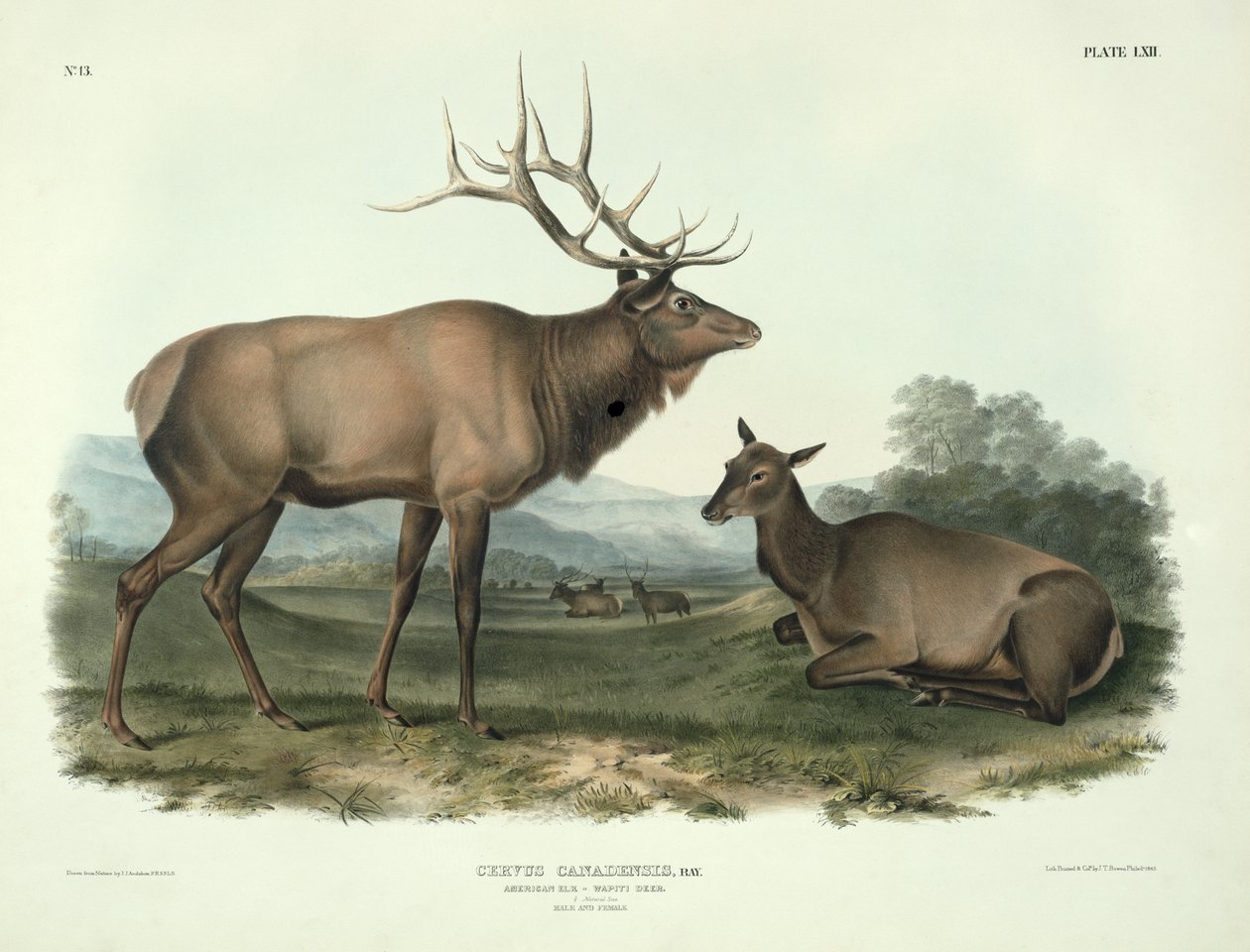 Cervus Canadensis（美国麋鹿，Wapiti鹿），来自&39;Quadrupeds of North America&39;的62号板，由John T. Bowen（1801-c.1856）雕刻，1845年 作者 约翰·詹姆斯·奥杜邦
