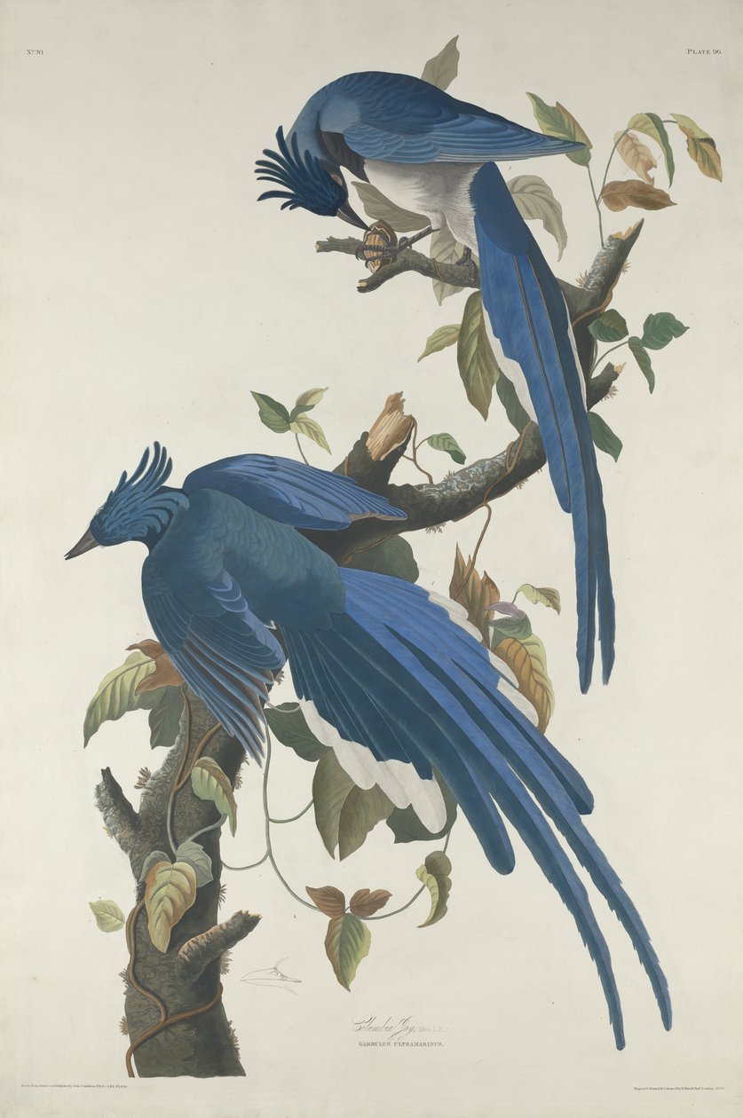 哥伦比亚杰伊，1830年（Whatman纸上的手工彩色蚀刻和aquatint） 作者 约翰·詹姆斯·奥杜邦