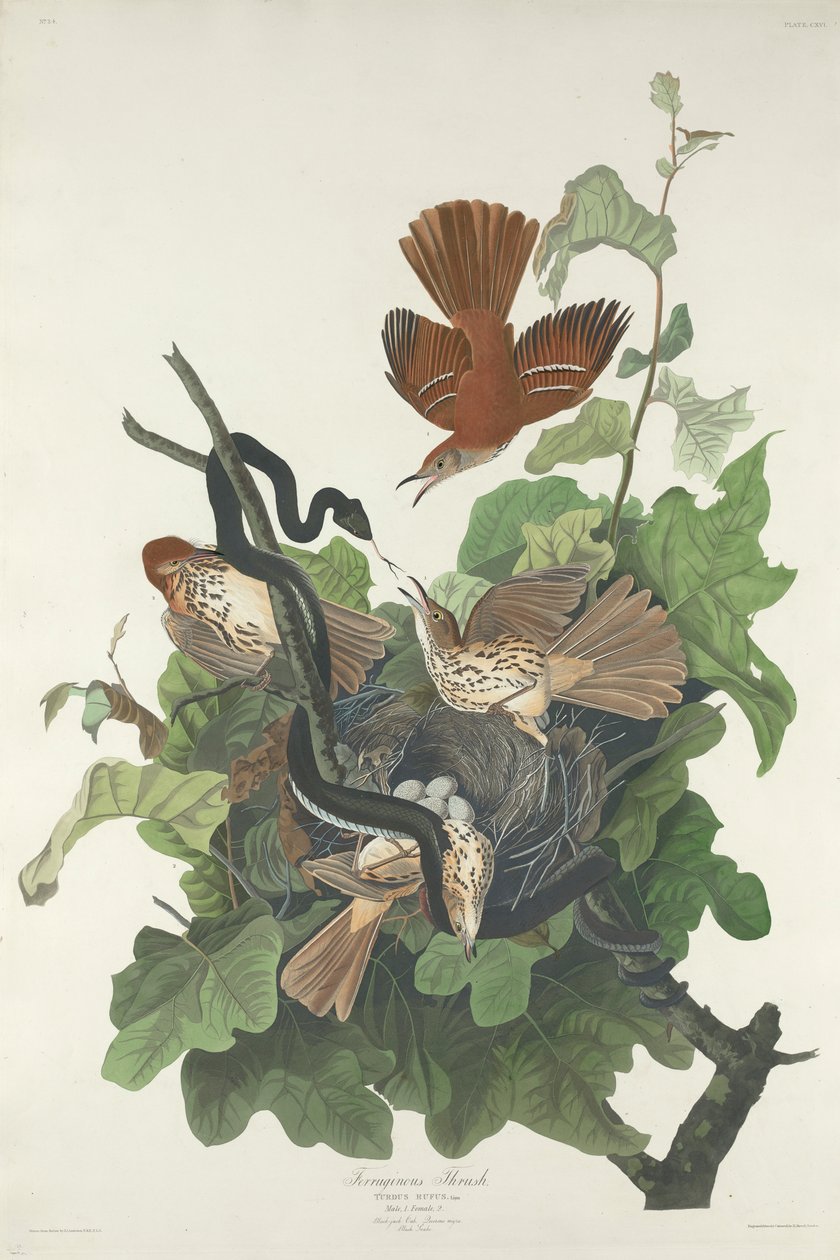 Ferruginous Thrush，1831 作者 约翰·詹姆斯·奥杜邦