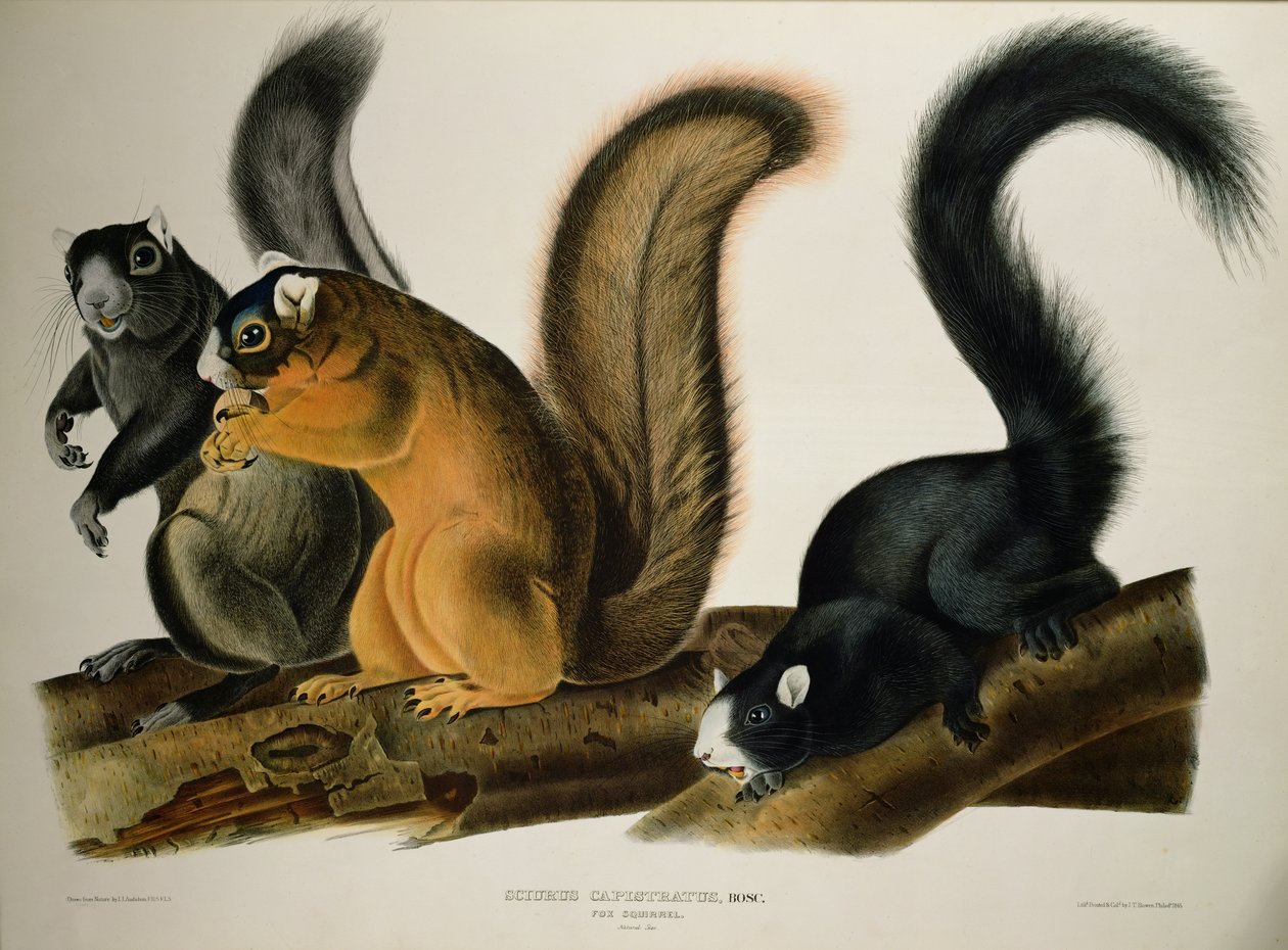 福克斯松鼠，来自&39;Quadrupeds of America&39;，1845年 作者 约翰·詹姆斯·奥杜邦