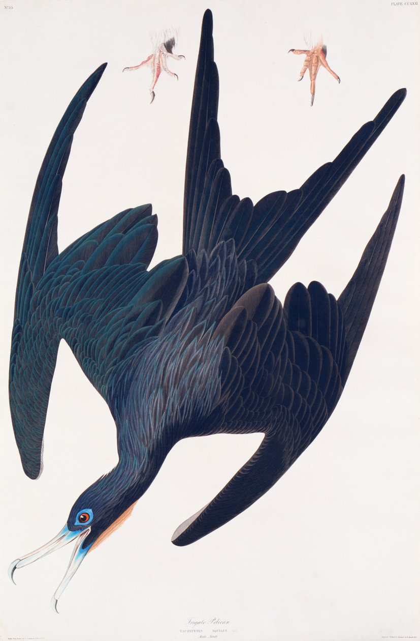护卫舰企鹅，美国鸟类的插图，1835年（手工雕刻和aquatint） 作者 约翰·詹姆斯·奥杜邦
