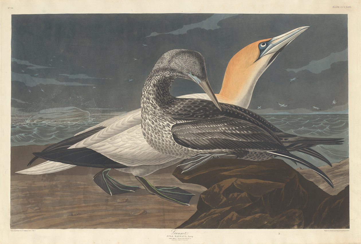 Gannet，1836 作者 约翰·詹姆斯·奥杜邦