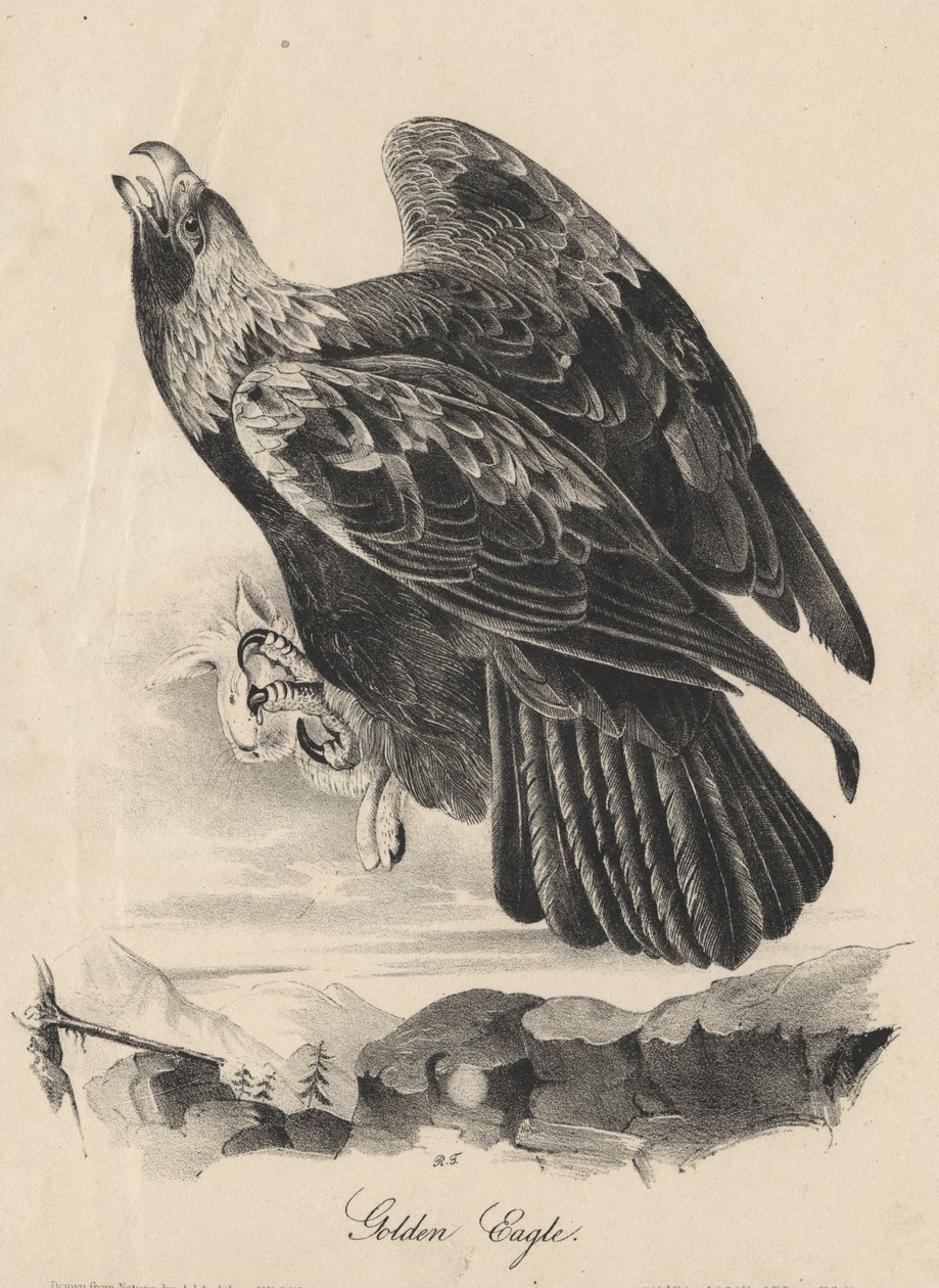 金鹰，JT Bowen的光刻，来自&39;Birds of America&39;，1840 作者 约翰·詹姆斯·奥杜邦