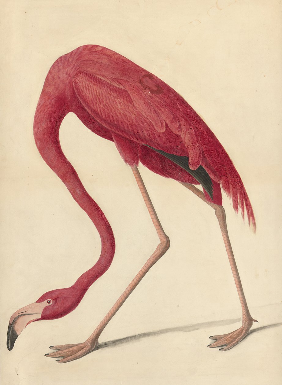 大火烈鸟，1838年（wc，蛋白和石墨在纸上） 作者 约翰·詹姆斯·奥杜邦
