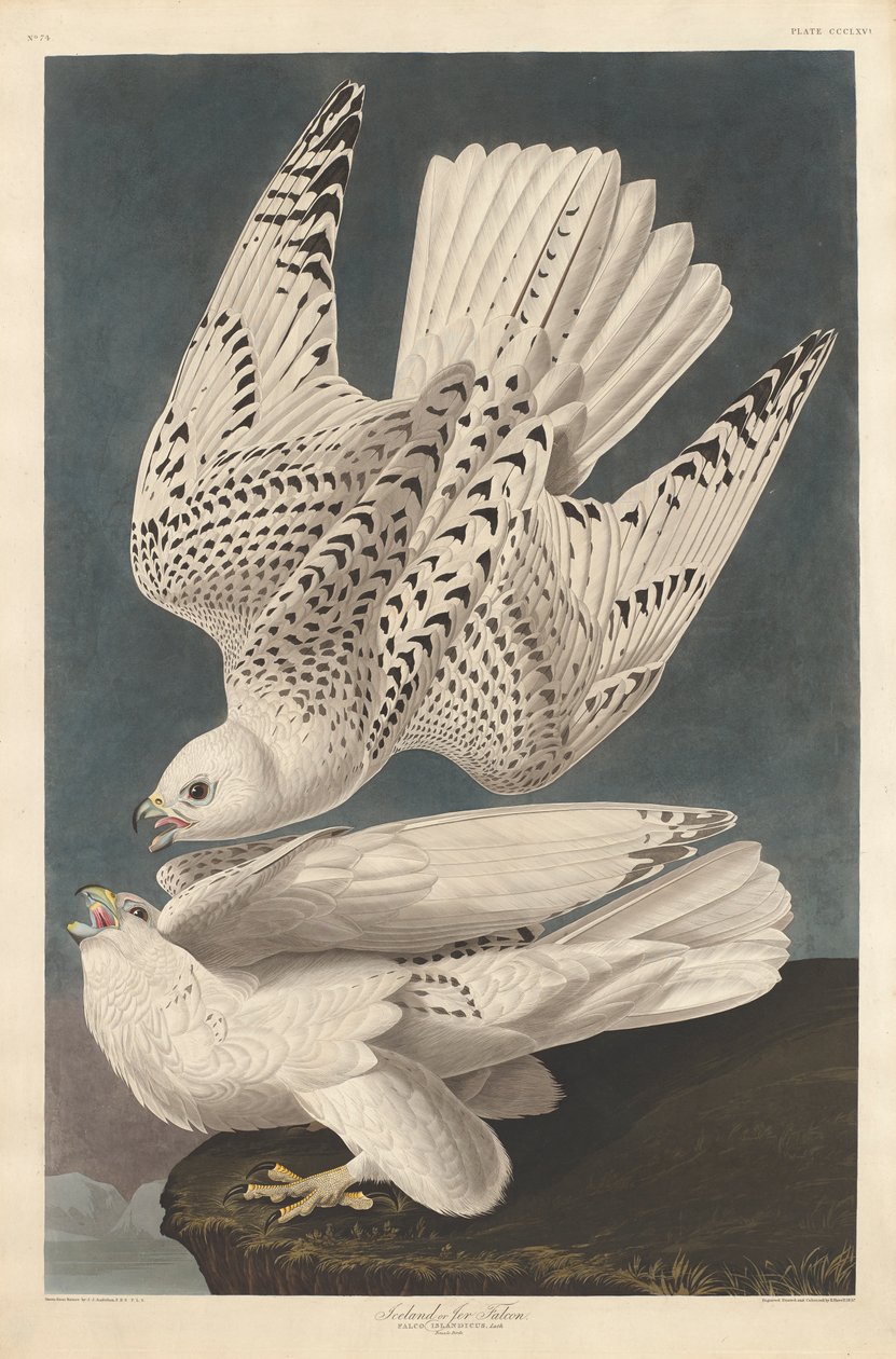 冰岛或Jer Falcon，1837年 作者 约翰·詹姆斯·奥杜邦