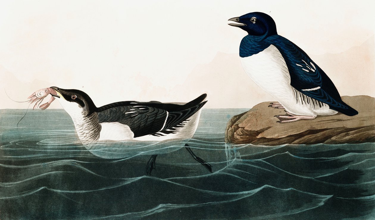 Little Auk，Uria Alle，来自美国鸟类的John J. Audubon，酒吧。 1827-38（手工雕刻） 作者 约翰·詹姆斯·奥杜邦