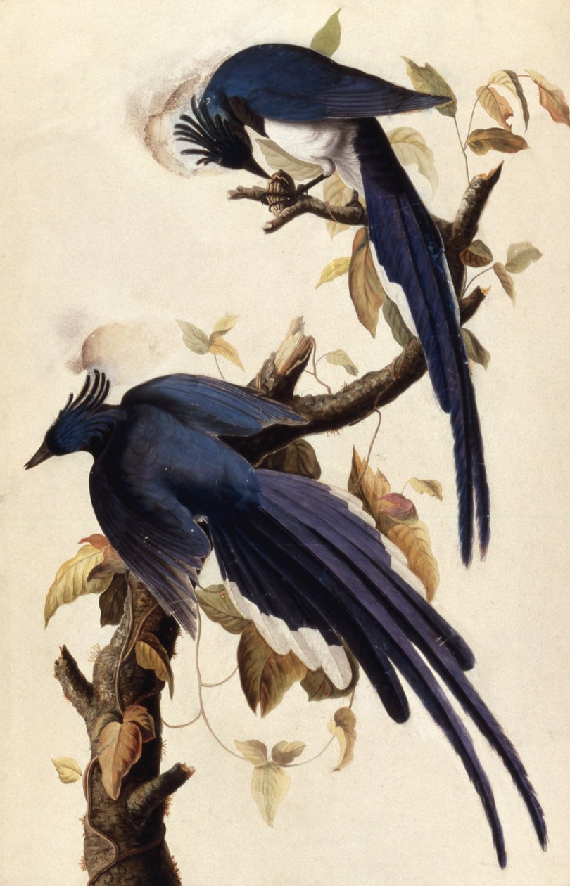 Magpie Jay，1829年（wc，拼贴画和纸上石墨） 作者 约翰·詹姆斯·奥杜邦