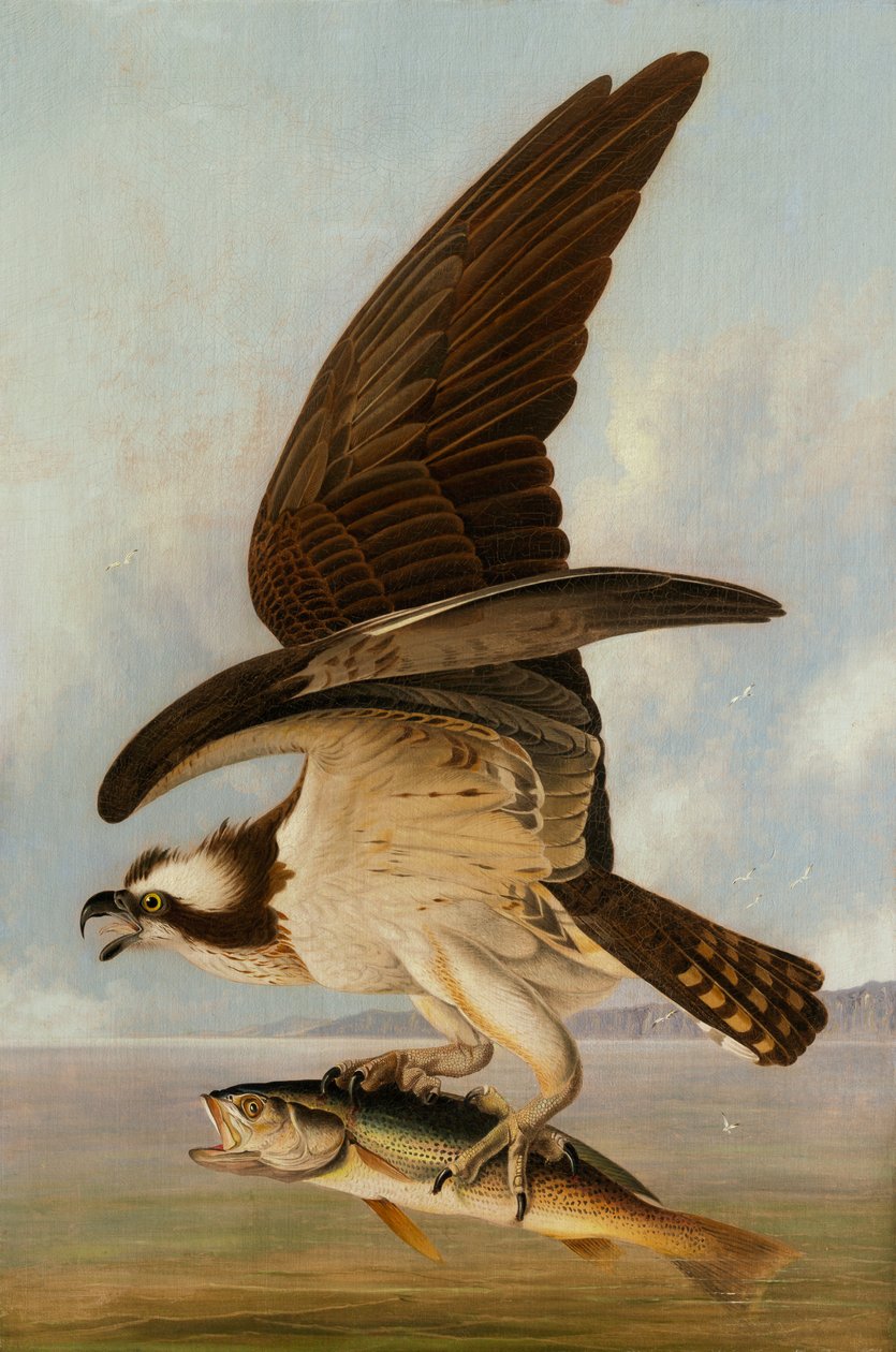 Osprey和Weakfish，1829年（硬质纤维板上的油画） 作者 约翰·詹姆斯·奥杜邦