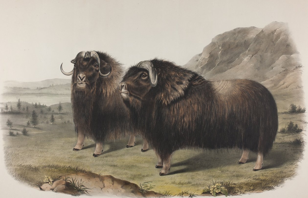 板111. Ovibus Moschatus，Gmel。麝香牛，1848年（手工彩色和彩色印刷平纹在编织纸上） 作者 约翰·詹姆斯·奥杜邦