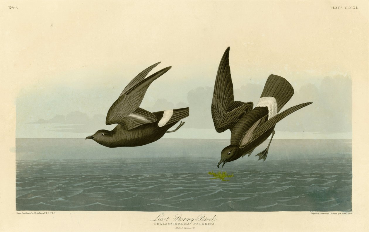 约翰·詹姆斯·奥杜邦（John James Audubon）描绘了至少暴风雨海燕的美国鸟类的340号板块 作者 约翰·詹姆斯·奥杜邦