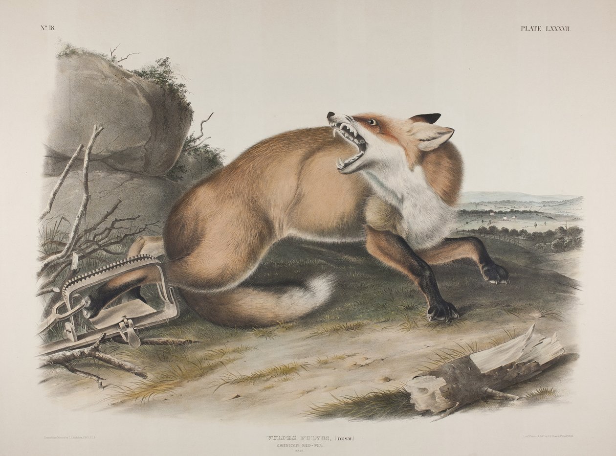 板块87. Vulpes Fulvus，Desm。美国红狐狸，1846年（手工彩色和彩色印刷平纹在编织纸上） 作者 约翰·詹姆斯·奥杜邦