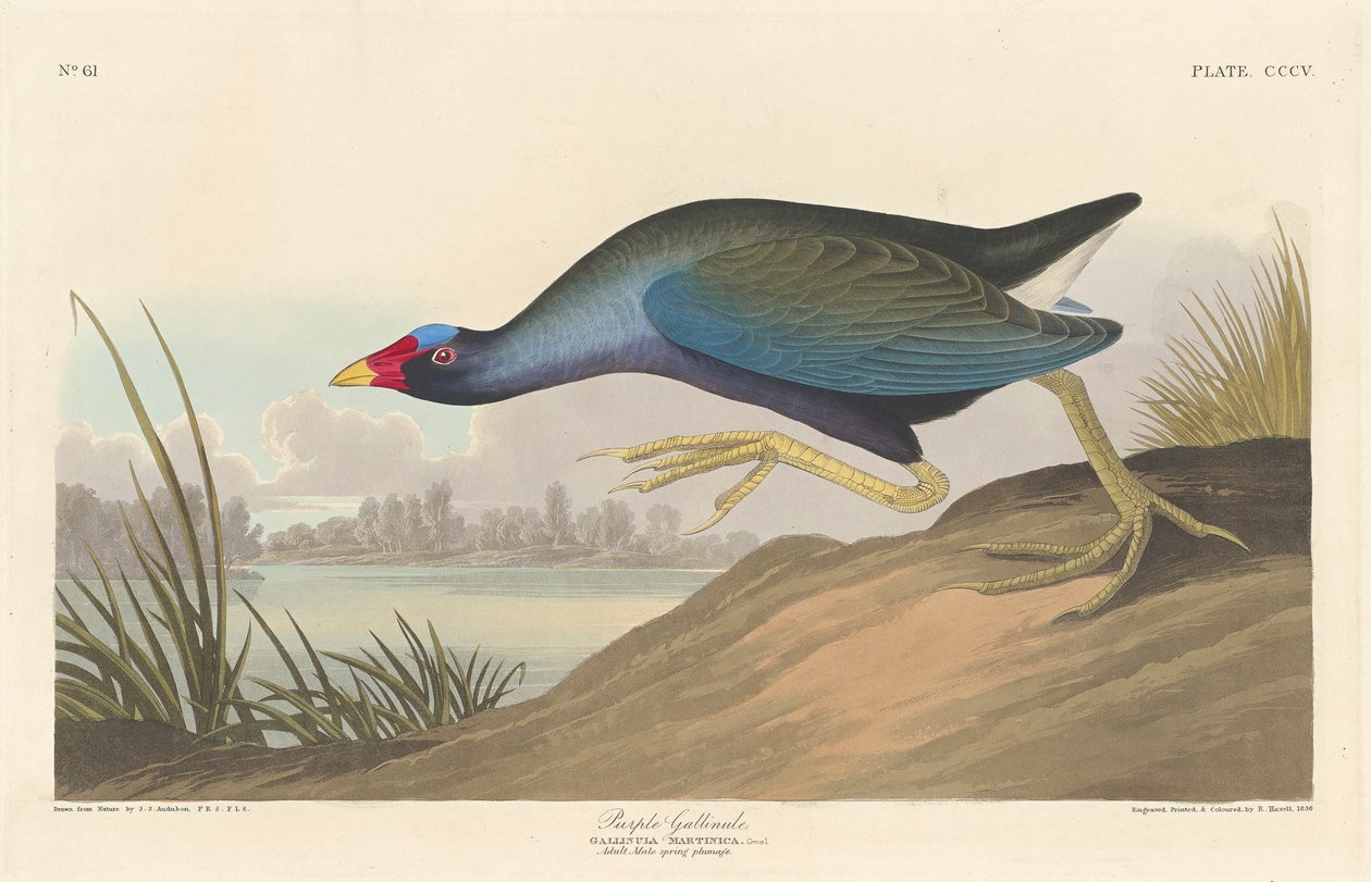 紫色gallinule，1836 作者 约翰·詹姆斯·奥杜邦