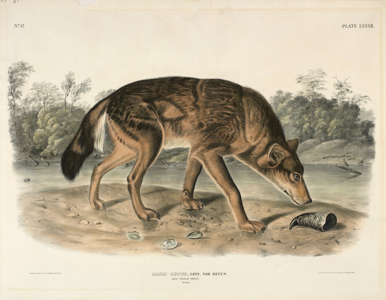 红色德克萨斯狼（Canis Lupus），1845年（手工彩色石版画） 作者 约翰·詹姆斯·奥杜邦