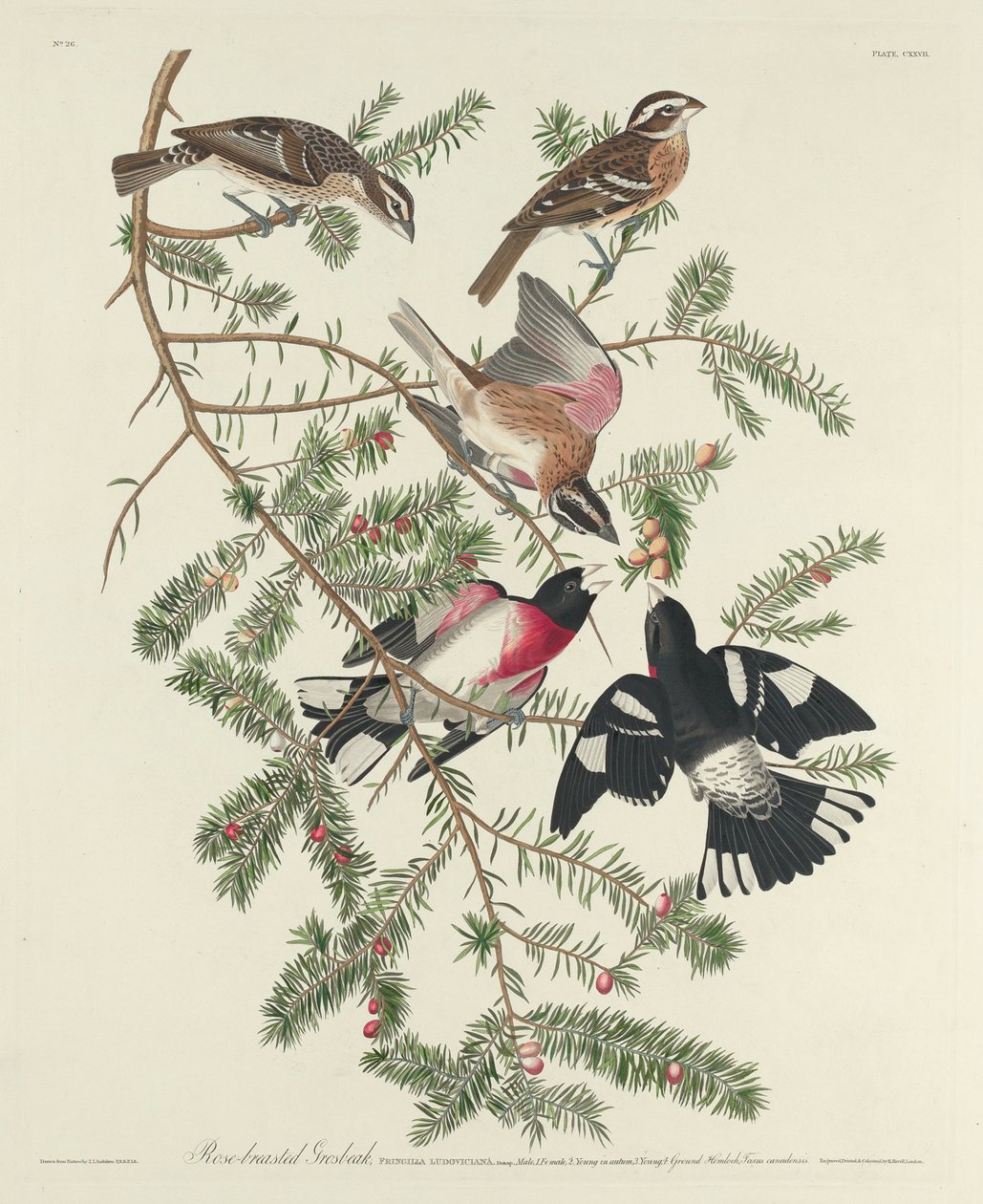 玫瑰胸Grosbeak，1832年 作者 约翰·詹姆斯·奥杜邦