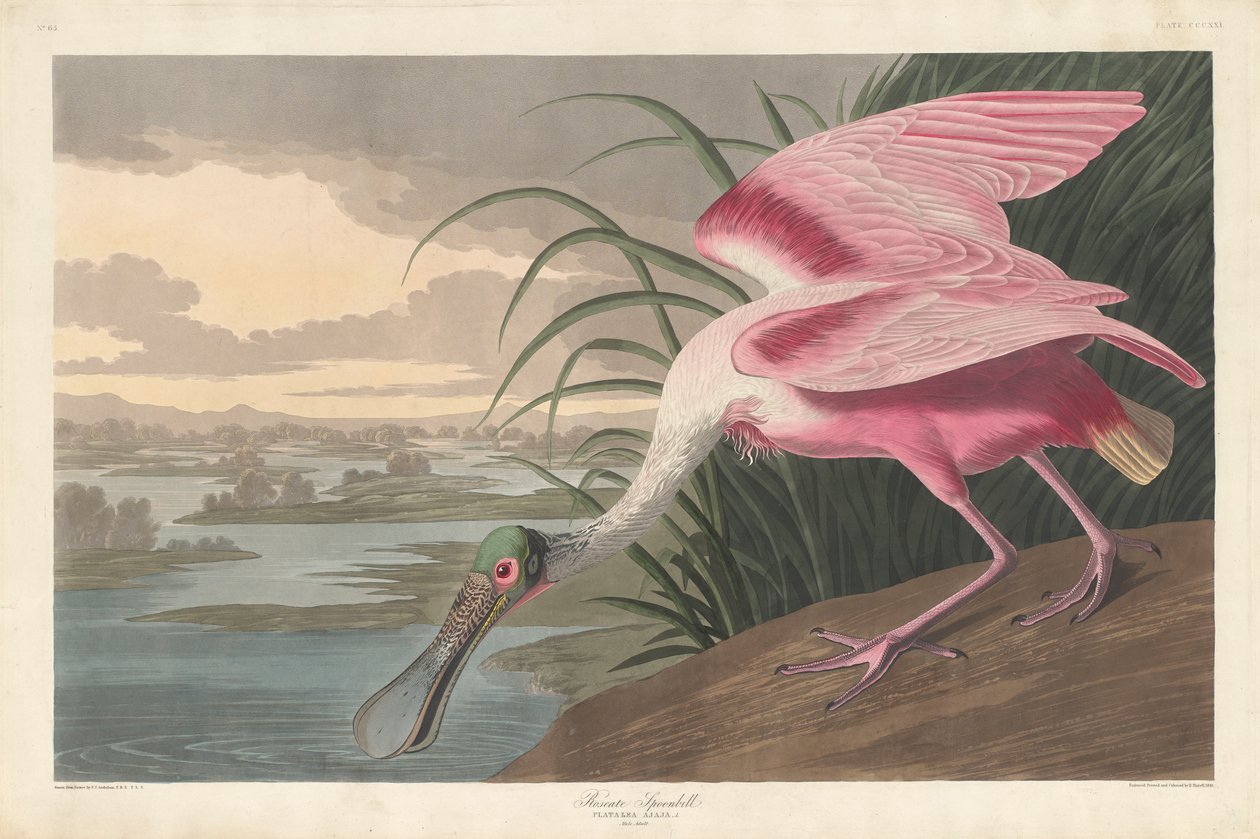 Roseate Spoonbill，1836 作者 约翰·詹姆斯·奥杜邦