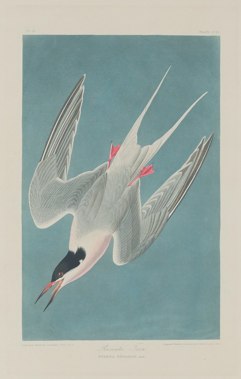 Roseate Tern，1835 作者 约翰·詹姆斯·奥杜邦