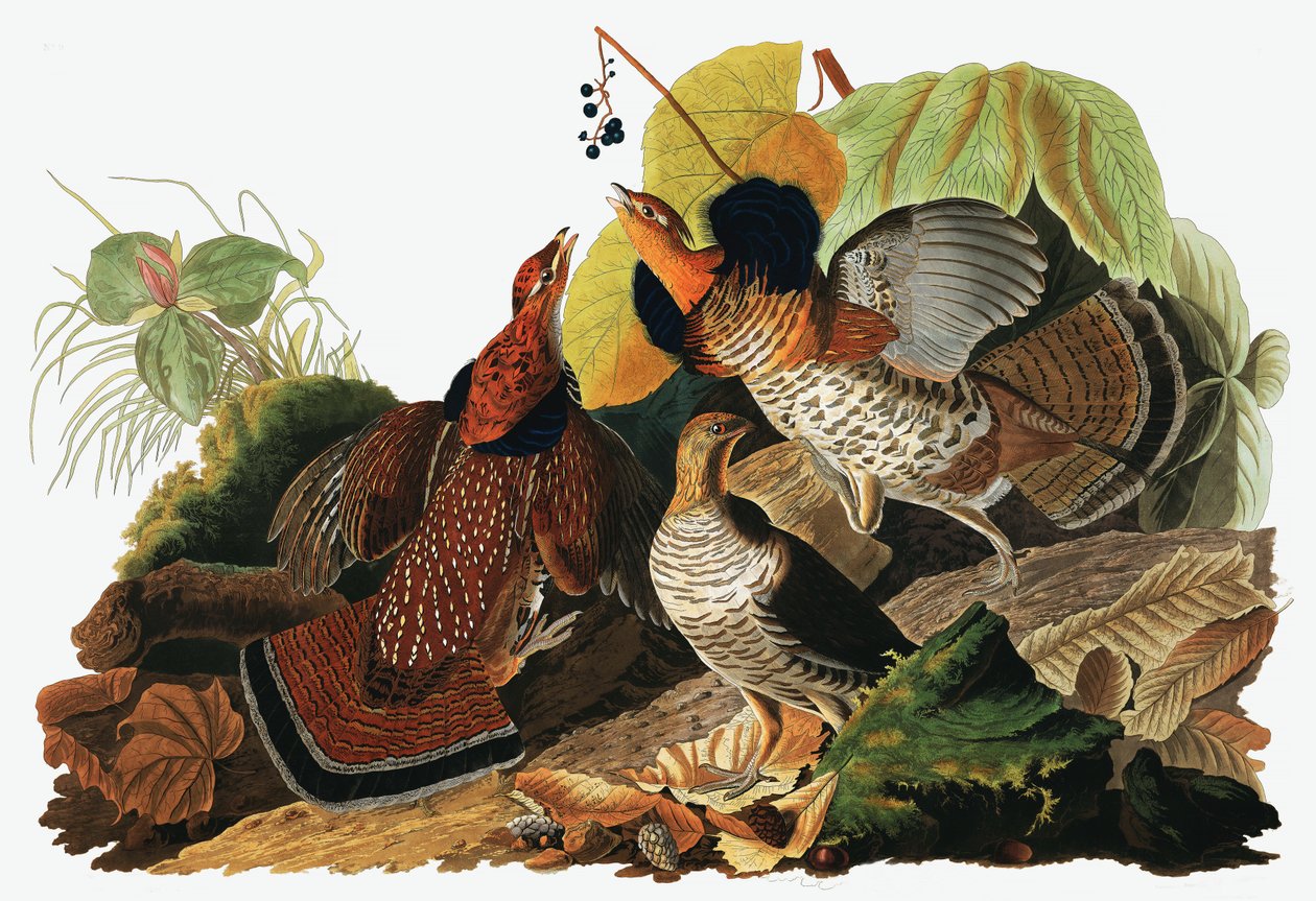 Ruffed Grouse，Tetrao Umbellus，来自美国鸟类的John J. Audubon，酒吧。 1827-38（手工雕刻） 作者 约翰·詹姆斯·奥杜邦