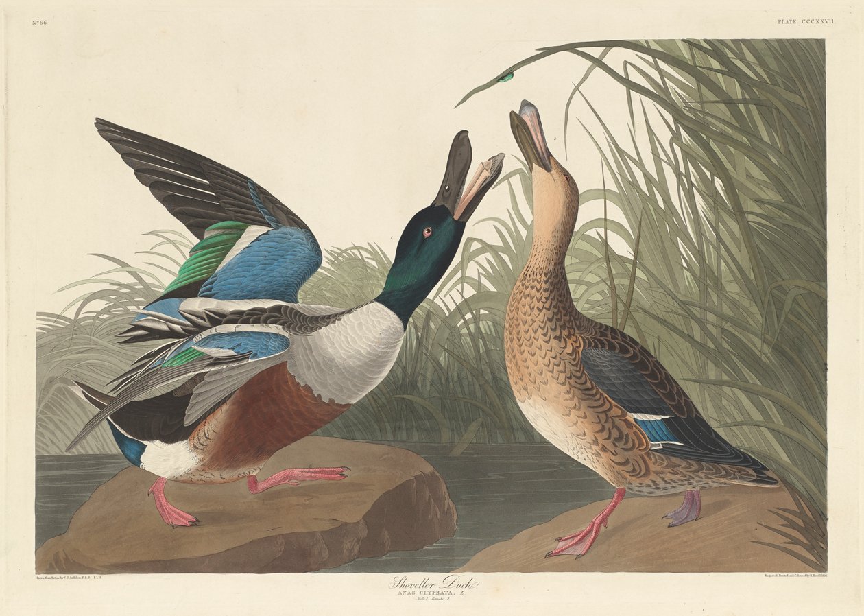 Shoveller Duck，1836 作者 约翰·詹姆斯·奥杜邦