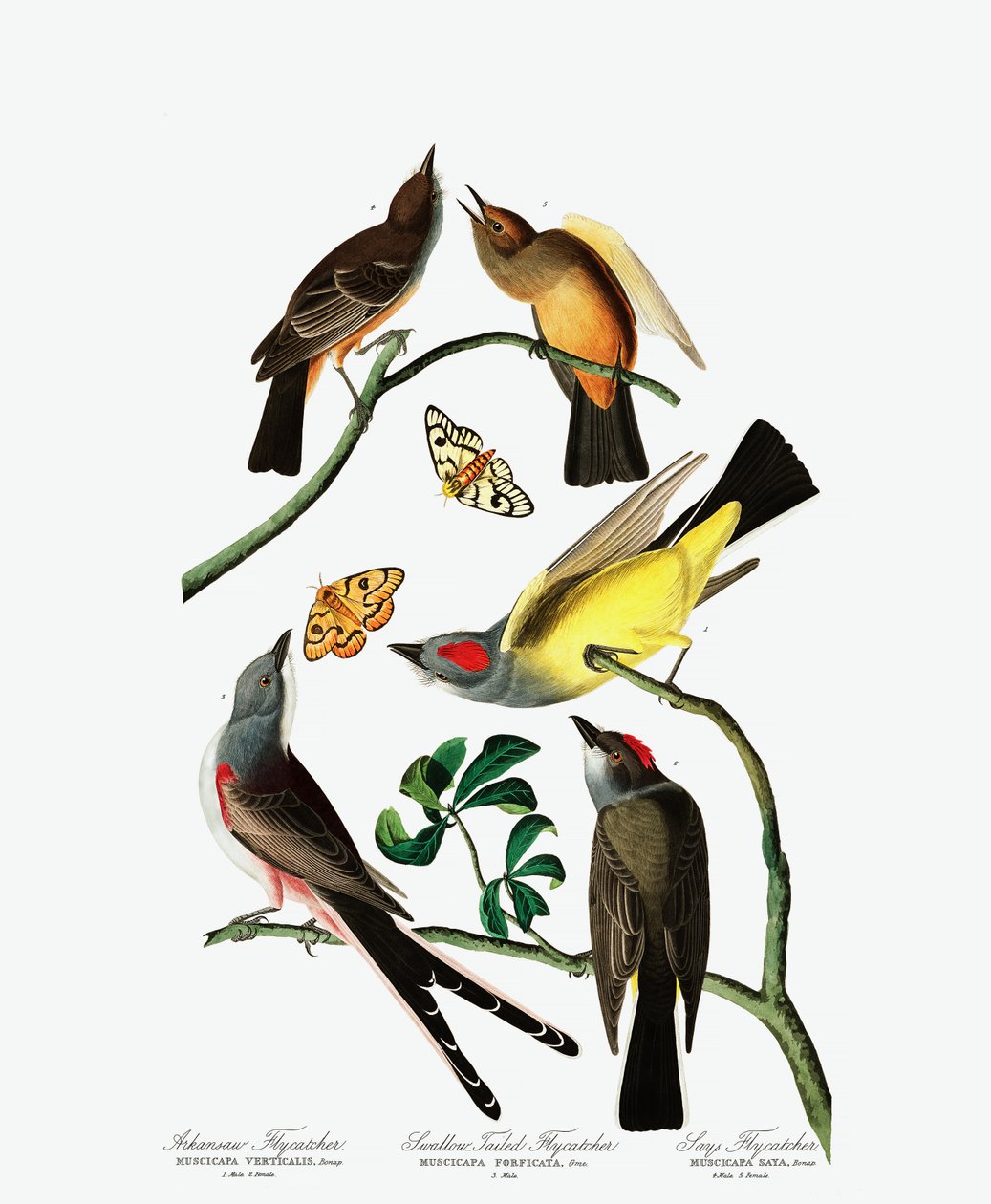 Flycatcher的三个品种，来自美国鸟类的John J. Audubon，酒吧。 1827-38（手工雕刻） 作者 约翰·詹姆斯·奥杜邦