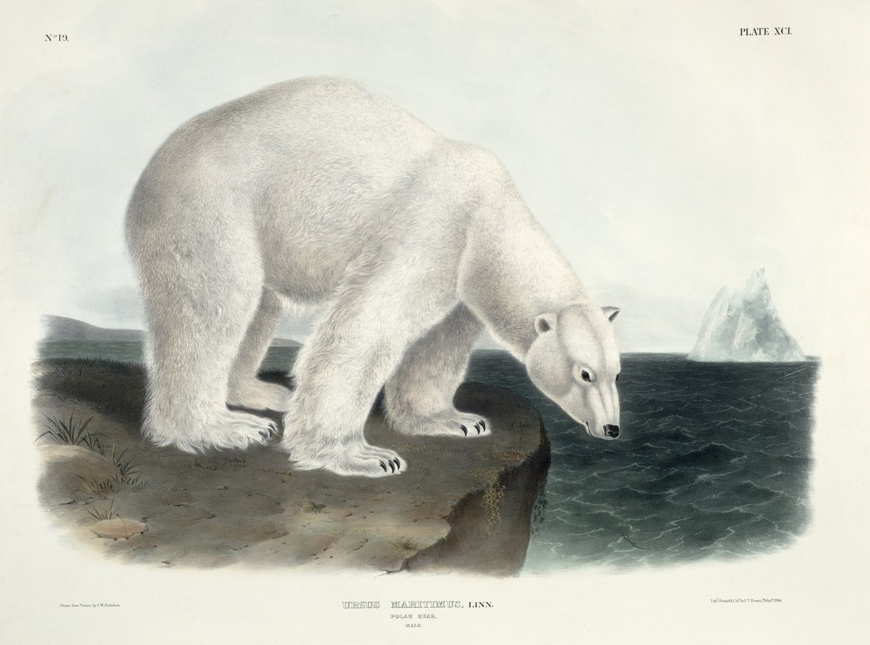Ursus Maritimus（Polar Bear），来自&39;北美四足动物&39;的91号板，由John T. Bowen（1801-c.1856）雕刻，1846年 作者 约翰·詹姆斯·奥杜邦