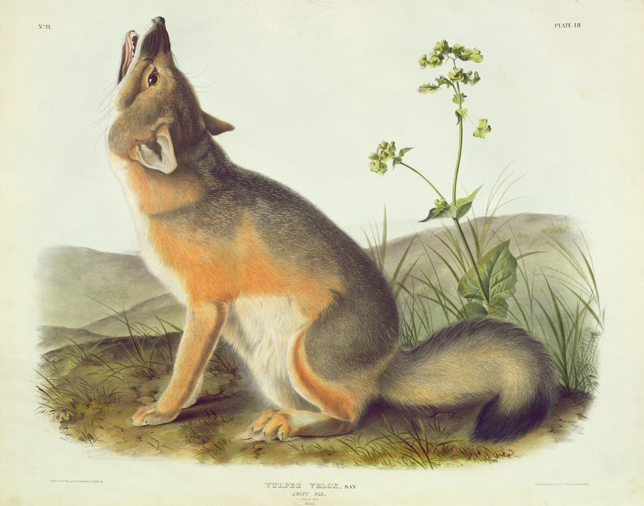 Vulpes Velox（斯威夫特福克斯），来自&39;北美四足动物&39;的52号板，由John T. Bowen（1801-c.1856）雕刻，1844年 作者 约翰·詹姆斯·奥杜邦