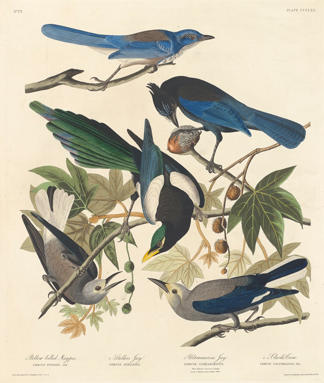 黄嘴鹊，Stellers Jay，Ultramarine Jay和Clarks Crow，1837 作者 约翰·詹姆斯·奥杜邦