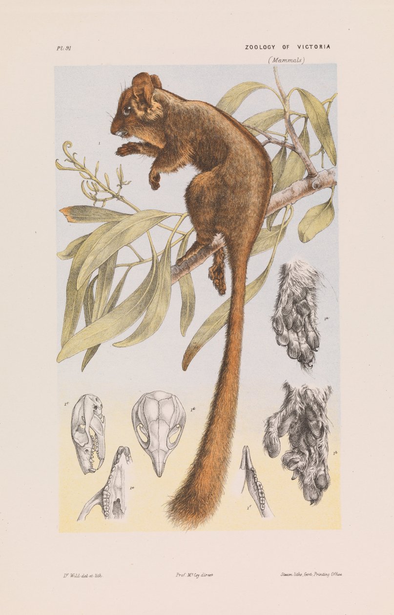 Leadbeaters负鼠，Gymnobelideus leadbeateri 作者 约翰·詹姆斯·怀尔德