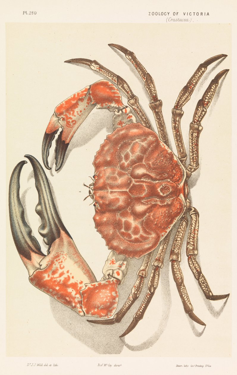 塔斯马尼亚巨蟹，Pseudocarcinus gigas 作者 约翰·詹姆斯·怀尔德