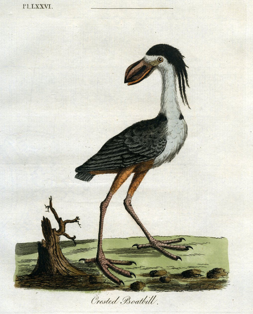 Crested Boatbill，1781-5（手工雕刻） 作者 约翰·莱瑟姆