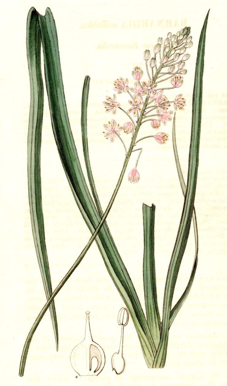 Barnardia japonica 作者 约翰·林德利